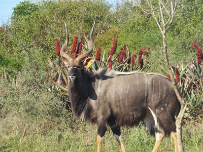 Njalabul haal R1miljoen op veiling